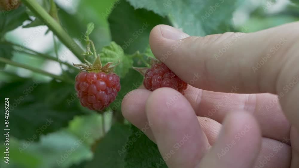 The man picks ripe raspberries with skill. Each berry represents a bountiful harvest in lush surroundings. Ripe fresh and juicy raspberries on green background. Healthy vegetarian diet, berry fruit The man picks ripe raspberries with skill. Each berry represents a bountiful harvest in lush surroundings. Ripe fresh and juicy raspberries on green background. Healthy vegetarian diet, berry fruit