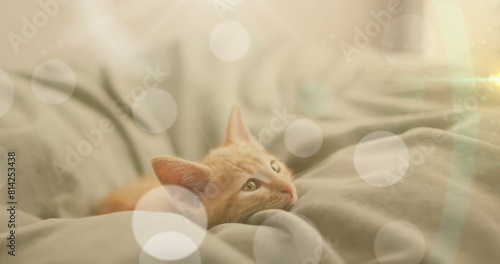 Image of light spots over pet cat lying in bed