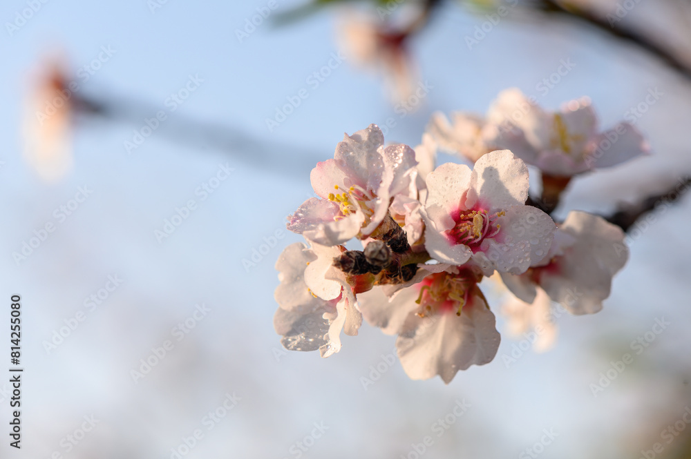 Close-up of Almond Tree Blossoms 2