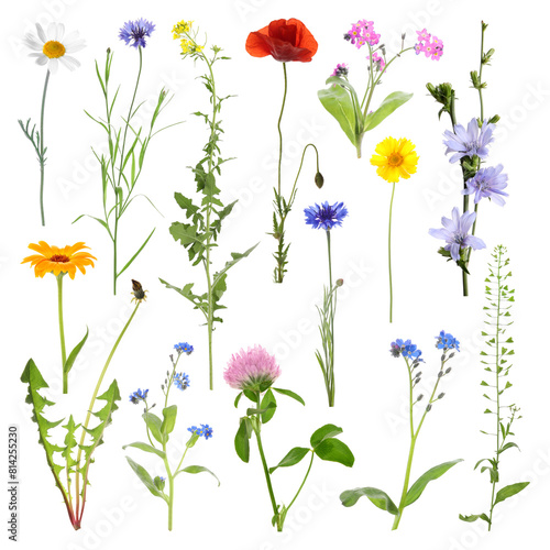 Many different meadow flowers isolated on white, set