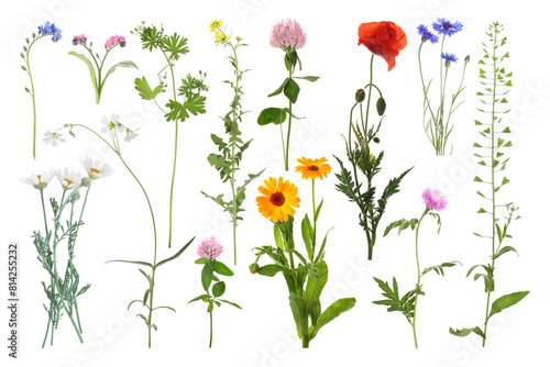 Many different meadow flowers isolated on white  set