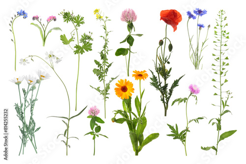 Many different meadow flowers isolated on white, set