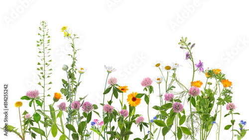 Colorful meadow flowers on white background  banner design