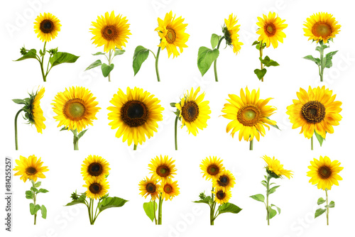 Set of bright sunflowers isolated on white