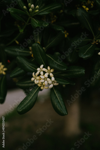 white flower on the tree