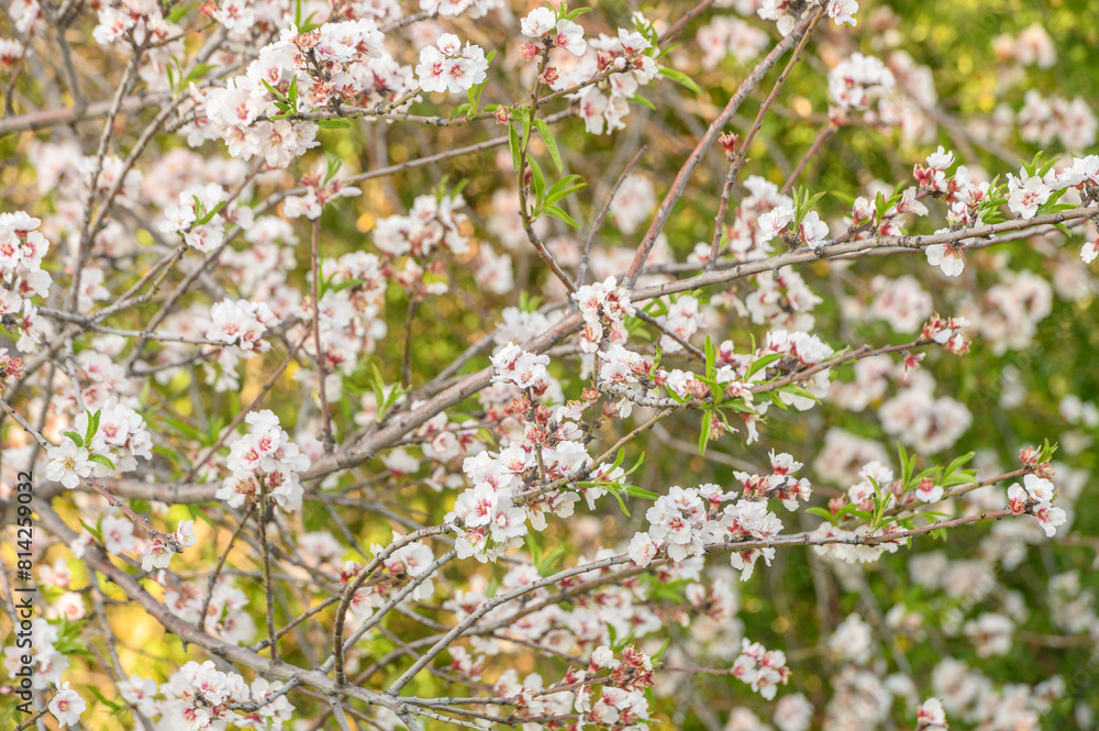 Fototapeta premium Almond blossoms bloom in the spring