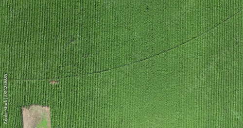 Flying high above a huge green cornfield equipped with a sprinkler irrigation system pivot while wind gusts blow ripples through the crops