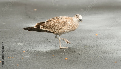 Foto Larus michahellis, Juvenile Yellow-legged gull, Atlantic gull stand on wet asphalt