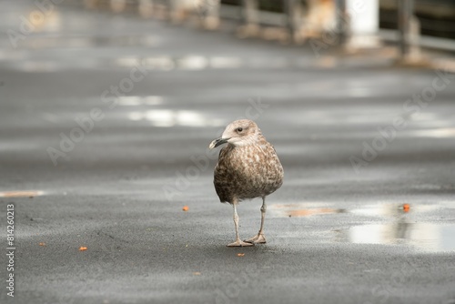 Fotografie Larus michahellis, Juvenile Yellow-legged gull, Atlantic gull stand on wet asphalt