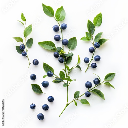 resh honeysuckle blue berry isolated on white background with full depth of field.  