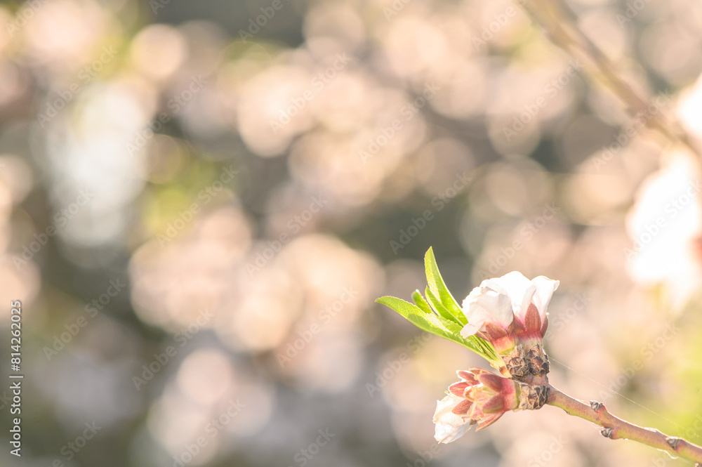 Close-up of brunches full of flowers of an almond tree 2