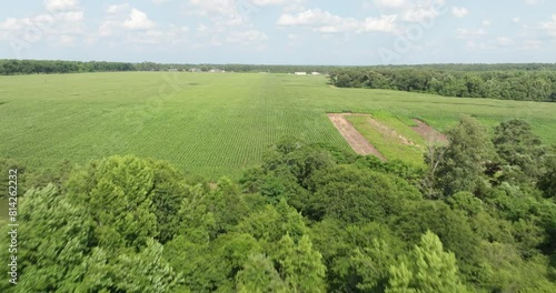 Aerial view of an agricultural field with corn stalks growing in rows on an industrial farm surrounded by a forest of trees blowing in the wind