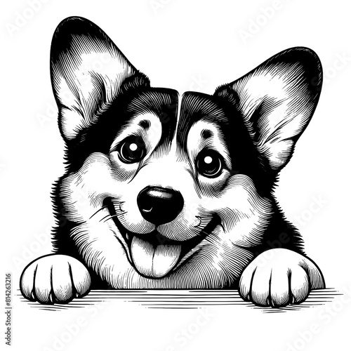 Hand drawn cute peeking Corgi, vector sketch isolated on transparent background.