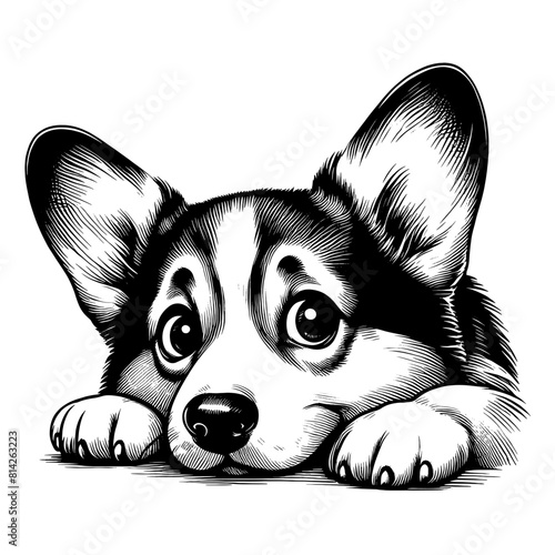 Hand drawn cute peeking Corgi, vector sketch isolated on transparent background.