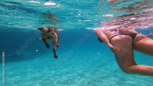 UNDERWATER: Beautiful lady in black bikini swims in stunning crystal clear sea together with her brown dog. Refreshing water activity for young woman and her doggo on summer holidays at Croatian coast photo