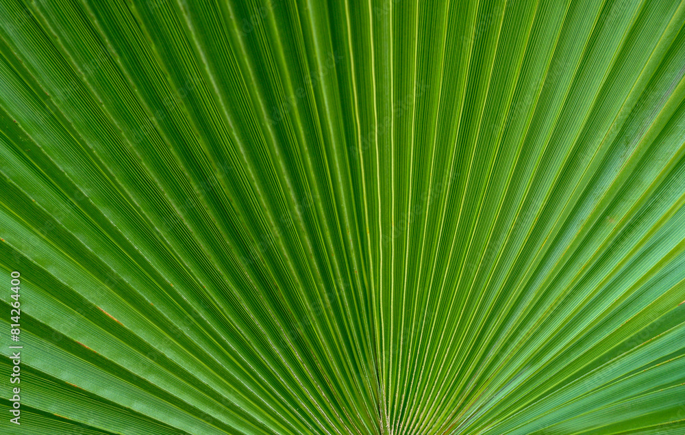 Close-up of large palm leaf 1 Close-up of large palm leaf 1