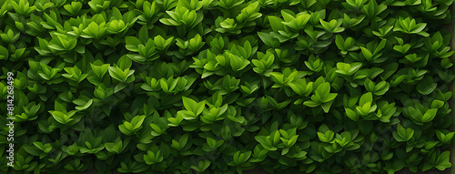 Wallpaper Mural  Tea field green plantation agriculture background top leaf farm landscape pattern drone. Organic field mountain green plant tea table view wooden product aerial display farmer wood fresh harvest land Torontodigital.ca