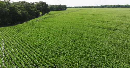 Aerial shot of row crops growing in a cornfield on an industrial farm with an irrigation pivot sprinkler beside a forest