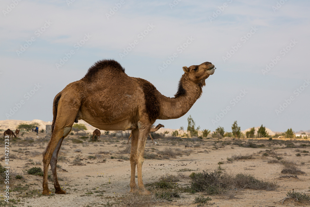 A camel in Gheshm island , Hormozgan, Iran posing properly for a photo in full details A camel in Gheshm island , Hormozgan, Iran posing properly for a photo in full details