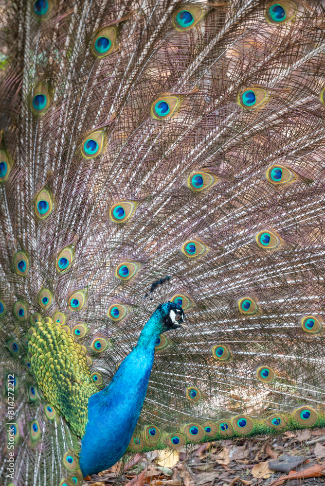 Fototapeta premium paon