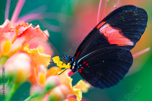 papillon sur acacia photo