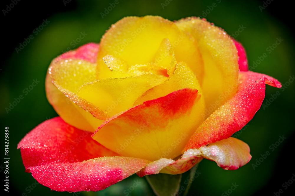 An isolated dewy yellow and red rose on a spring morning near Phoenix Arizona