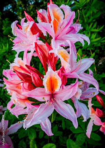 Pink  red  and orange lily flowers in full bloom in spring near Seattle Washington