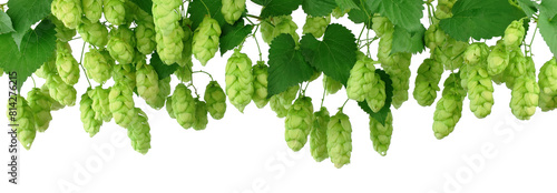 branches of hops with leaves. hops plant on transparent, png. green hops cones. Beer production ingredient. Brewing photo