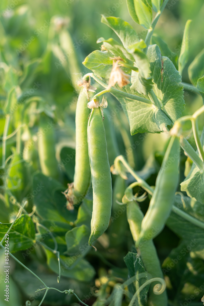 green pea pods on a pea plants in a garden. Growing peas outdoors green pea pods on a pea plants in a garden. Growing peas outdoors