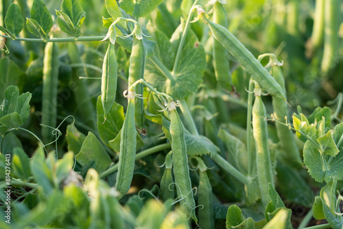 green pea pods on a pea plants in a garden. Growing peas outdoors photo