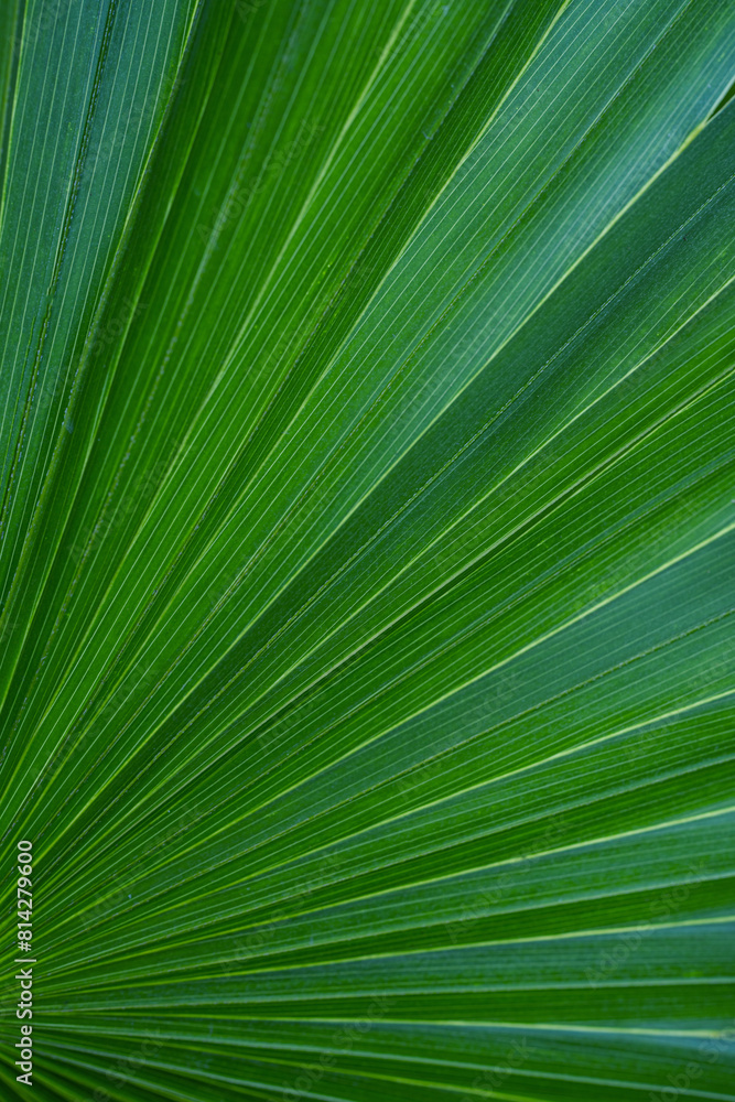 Obraz premium tropical palm leaf and shadow, abstract natural green background, dark tone textures.