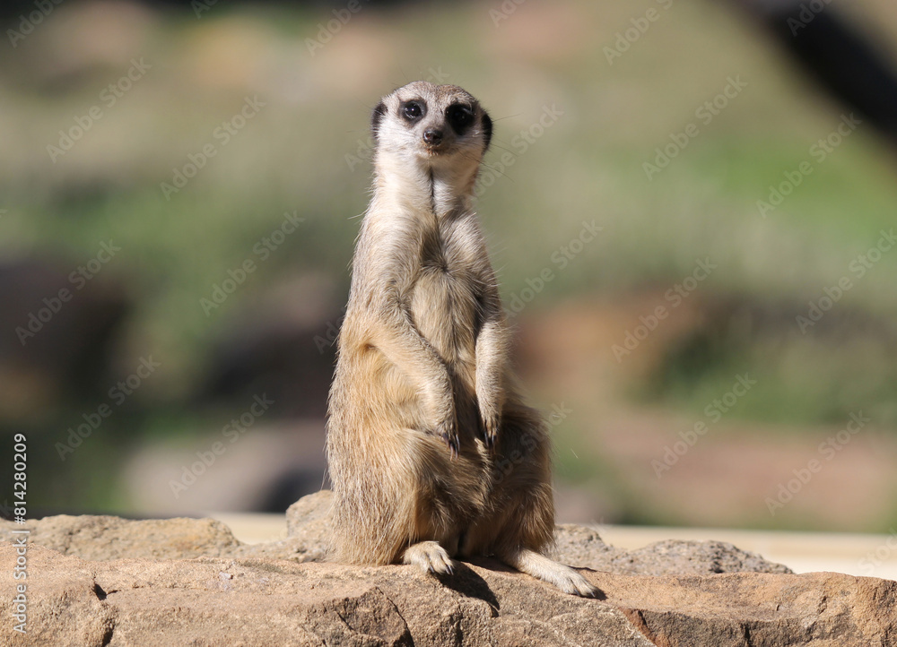 Meerkat standing upright on its hind legs on a rocky surface Meerkat standing upright on its hind legs on a rocky surface