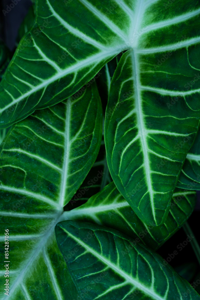 abstract green leaf texture, nature background, tropical Vertical image. abstract green leaf texture, nature background, tropical Vertical image.