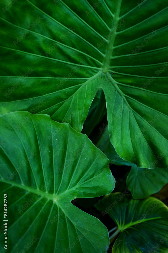 Fototapeta premium abstract green leaf texture, nature background, tropical Vertical image.