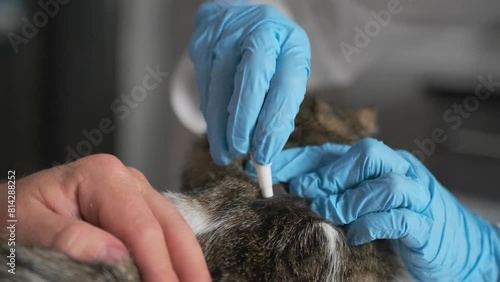 Vet doctor in blue gloves deworms the cat for fleas with special liquid close up,  during appointment in animal hospital.