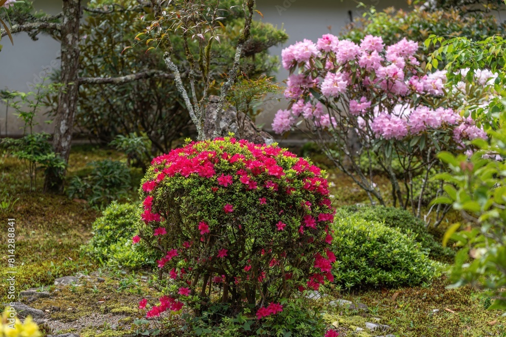 ひっそりと咲く満開の真っ赤なツツジとピンクのシャクナゲのコラボ情景 ひっそりと咲く満開の真っ赤なツツジとピンクのシャクナゲのコラボ情景