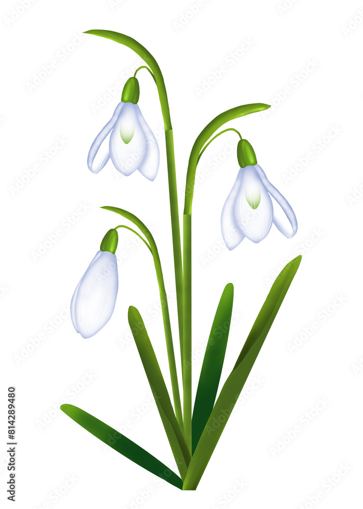 illustration of snowdrop flowers with leaves isolated illustration of snowdrop flowers with leaves isolated