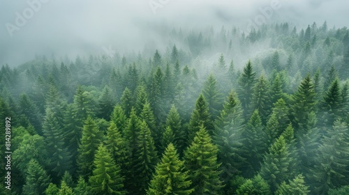 Misty Pine Forest Aerial  Foggy Nature Background