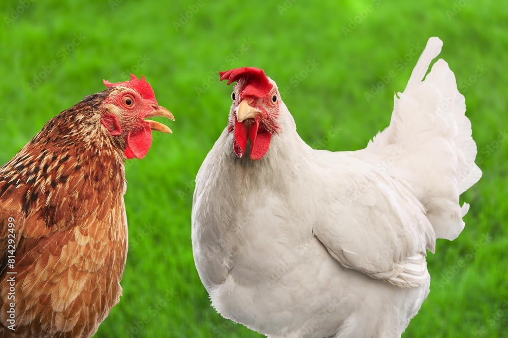 Fototapeta premium red hen with on a green farm background.