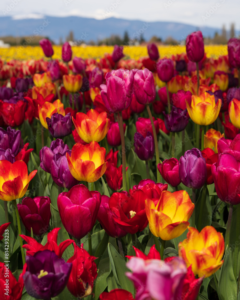 Roozengaarde in Skagit Valley during the Skagit Valley Tulip Festival Roozengaarde in Skagit Valley during the Skagit Valley Tulip Festival