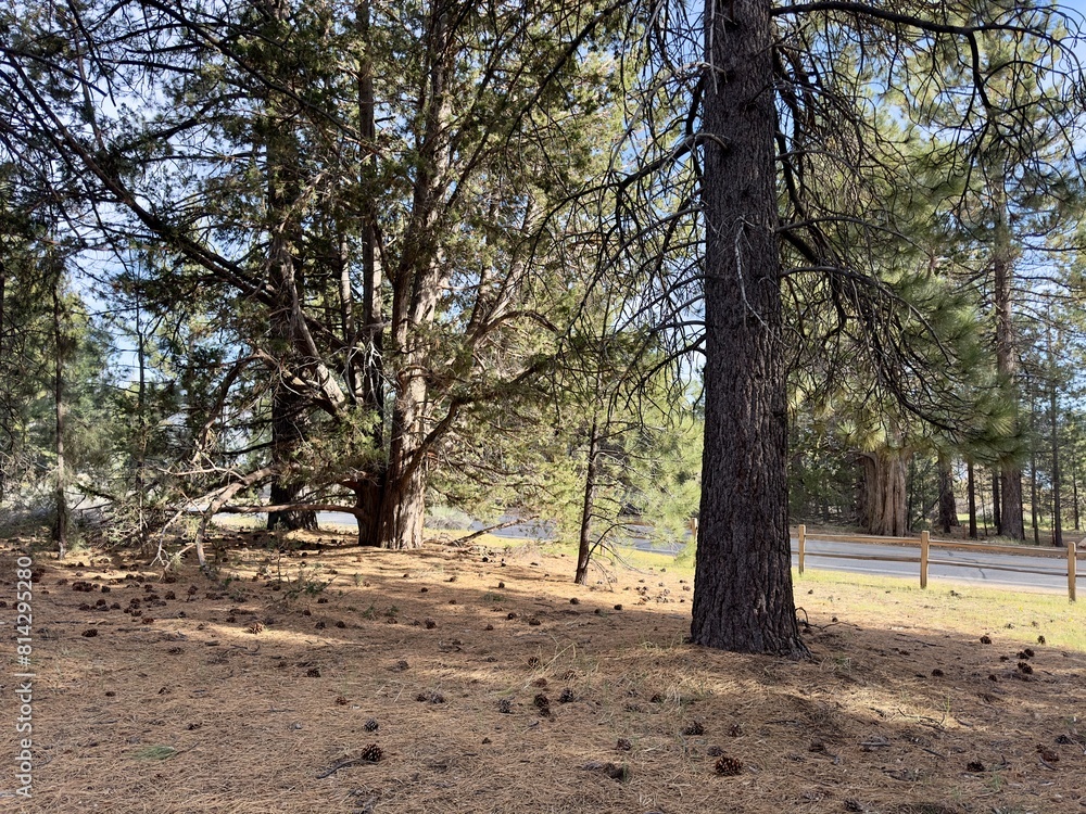 A serene woodland camping spot beside a quiet road, nestled among tall trees, offers a perfect escape into nature’s tranquility A serene woodland camping spot beside a quiet road, nestled among tall trees, offers a perfect escape into nature’s tranquility
