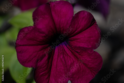 Dark Purple Petunia 