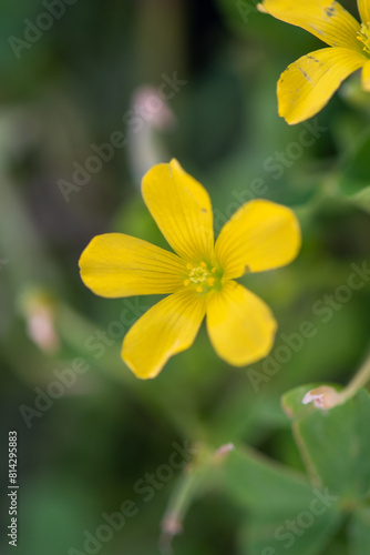 Light in a green jungle