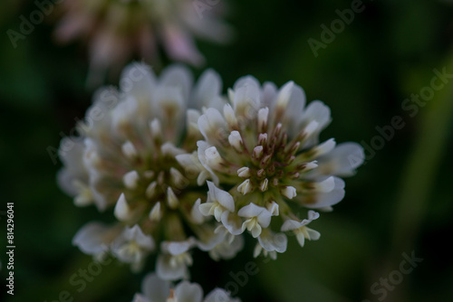Clover Flower