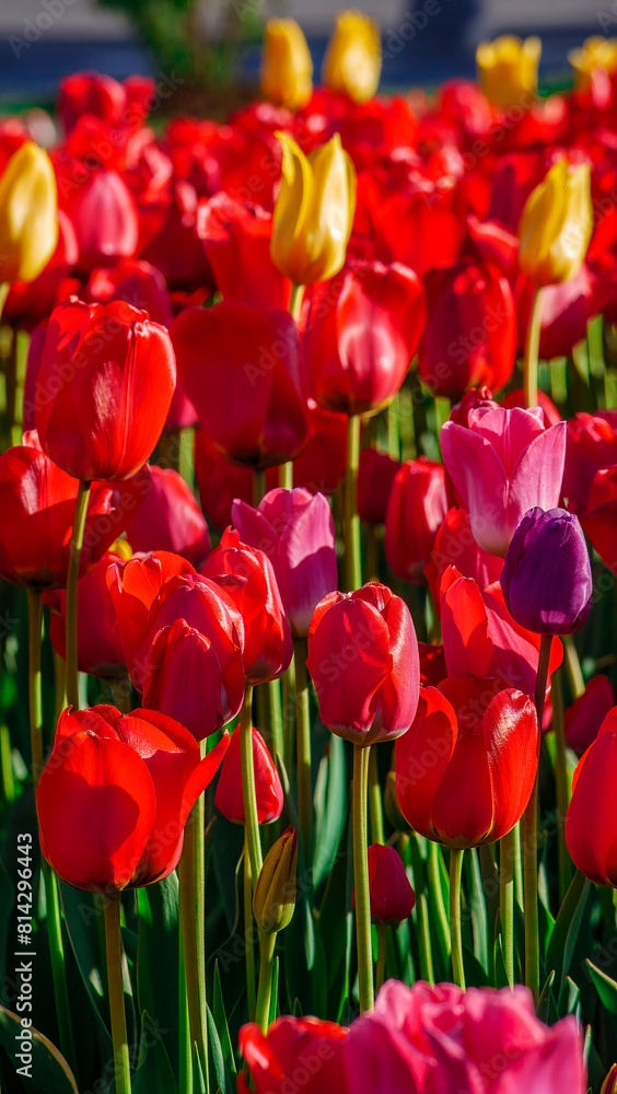 Field of colorful bright blooming tulips, large group of multi colored flowers nature still vivid background, moving in the wind. Natural floral pattern, beautiful tulip field in the sun Field of colorful bright blooming tulips, large group of multi colored flowers nature still vivid background, moving in the wind. Natural floral pattern, beautiful tulip field in the sun