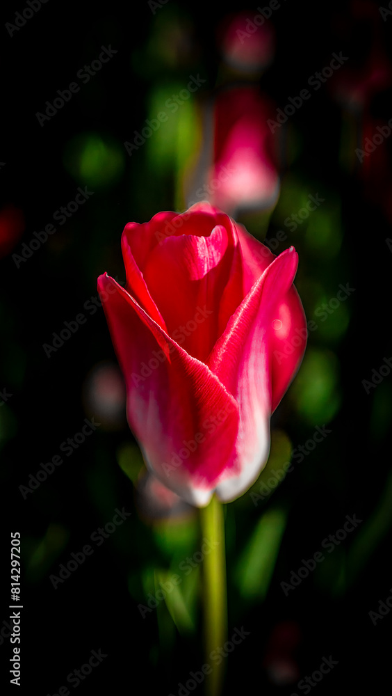 Beautiful tulip close-up. Vignette effect Amazing Beautiful Blooming Plant in Timelapse. Lovely Romantic and Natural Backdrop Wedding Decoration Alone Flower in Growing Process Closeup Beautiful tulip close-up. Vignette effect Amazing Beautiful Blooming Plant in Timelapse. Lovely Romantic and Natural Backdrop Wedding Decoration Alone Flower in Growing Process Closeup