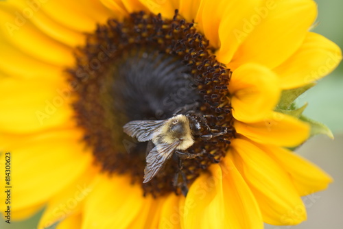 Bee walking on a sunflower
