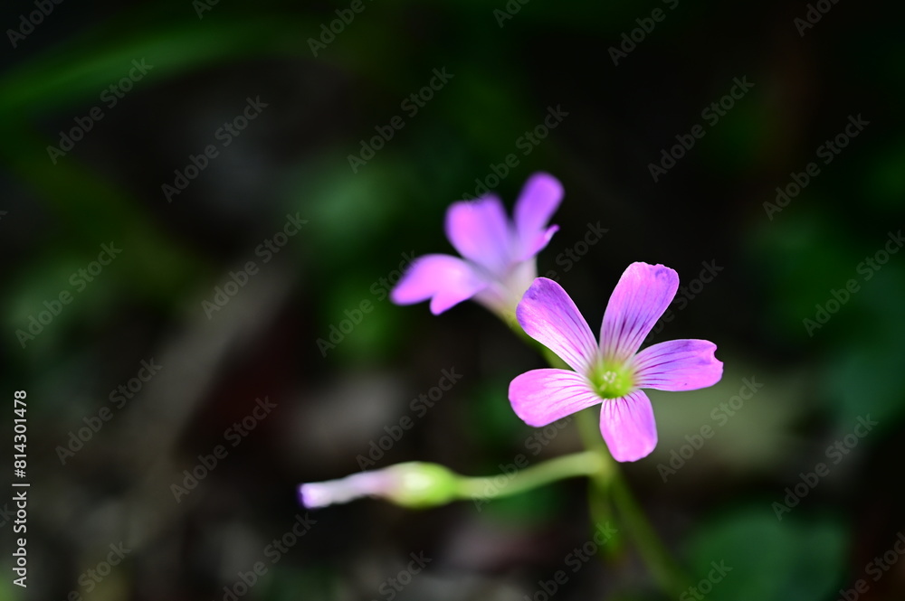 Purple wood sorrel, a common wildflower, charms with its petite purple blooms and resilience, adorning fields and roadsides in spring and autumn. Purple wood sorrel, a common wildflower, charms with its petite purple blooms and resilience, adorning fields and roadsides in spring and autumn.