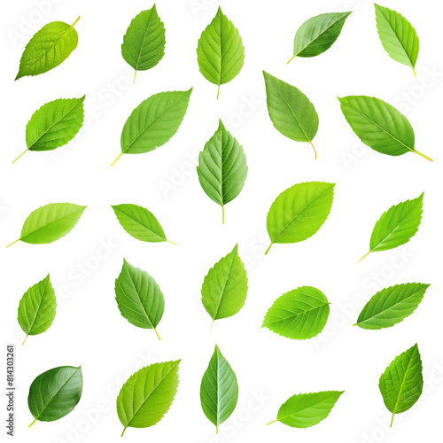 Set of green single leaves isolated on white background.