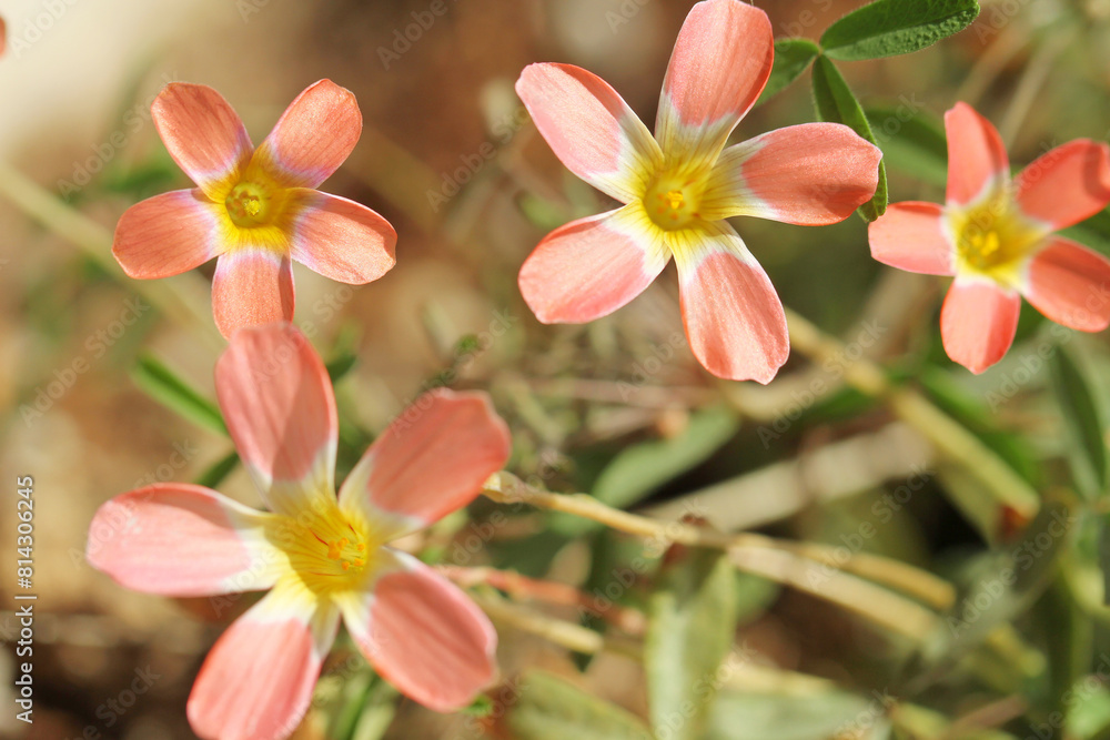 Fototapeta premium red oxalis flower
